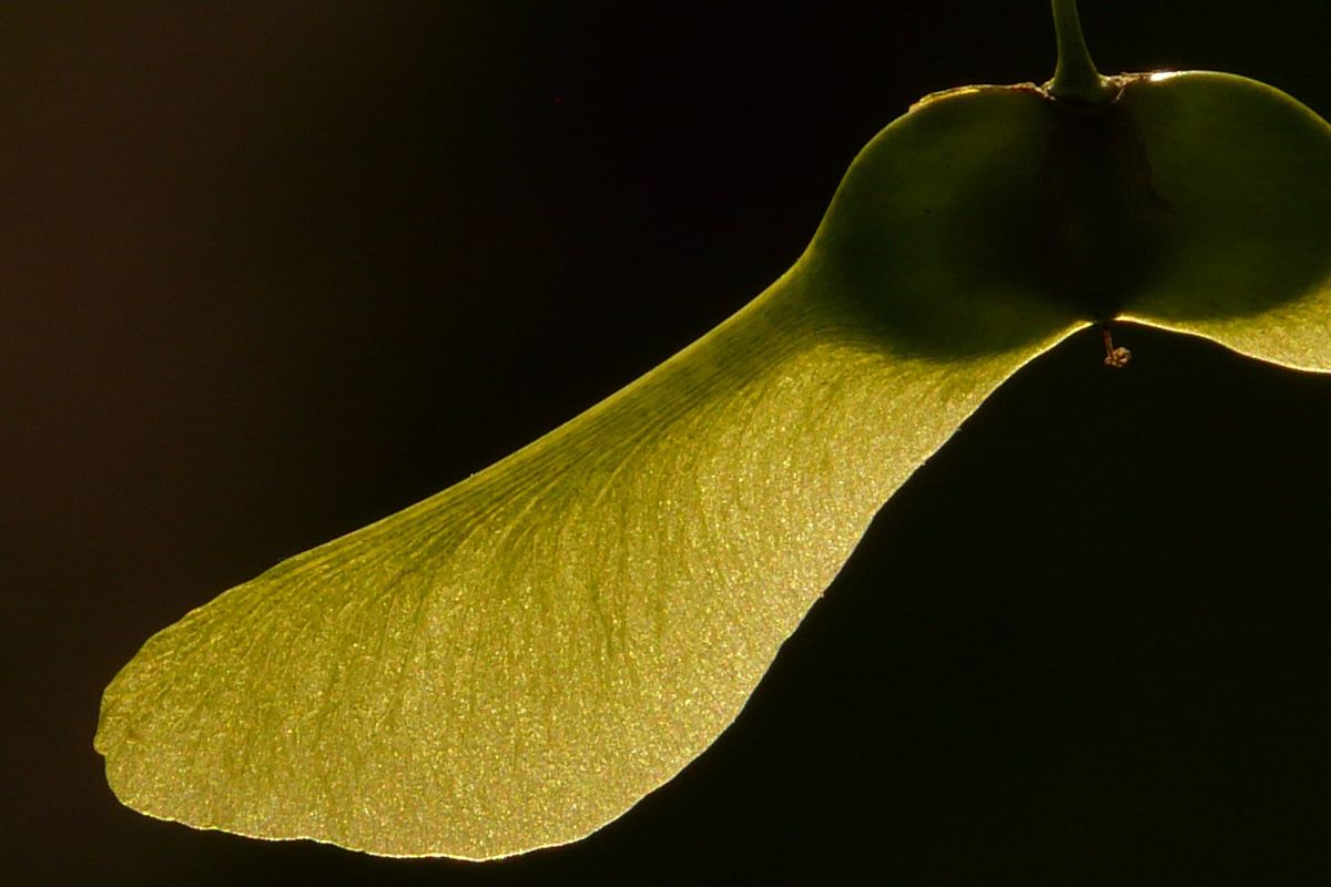 Mengapa tumbuhan perlu menyebarkan bijinya