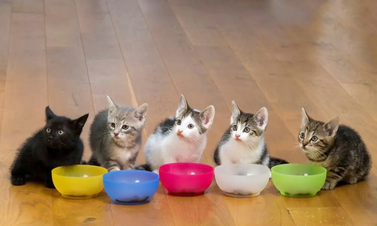 11 Makanan Anak Kucing yang Penuh Nutrisi, Bisa Dibuat Sendiri - Parboaboa
