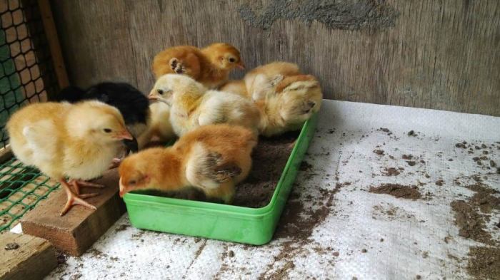Cadangan makanan anak ayam sebelum menetas adalah