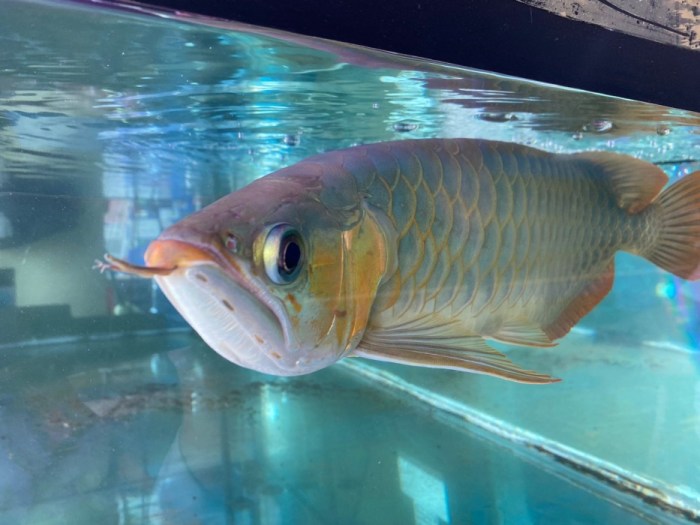 Mengenal Ciri Ciri Ikan Pisces Beserta Keluarga Besar - vrogue.co