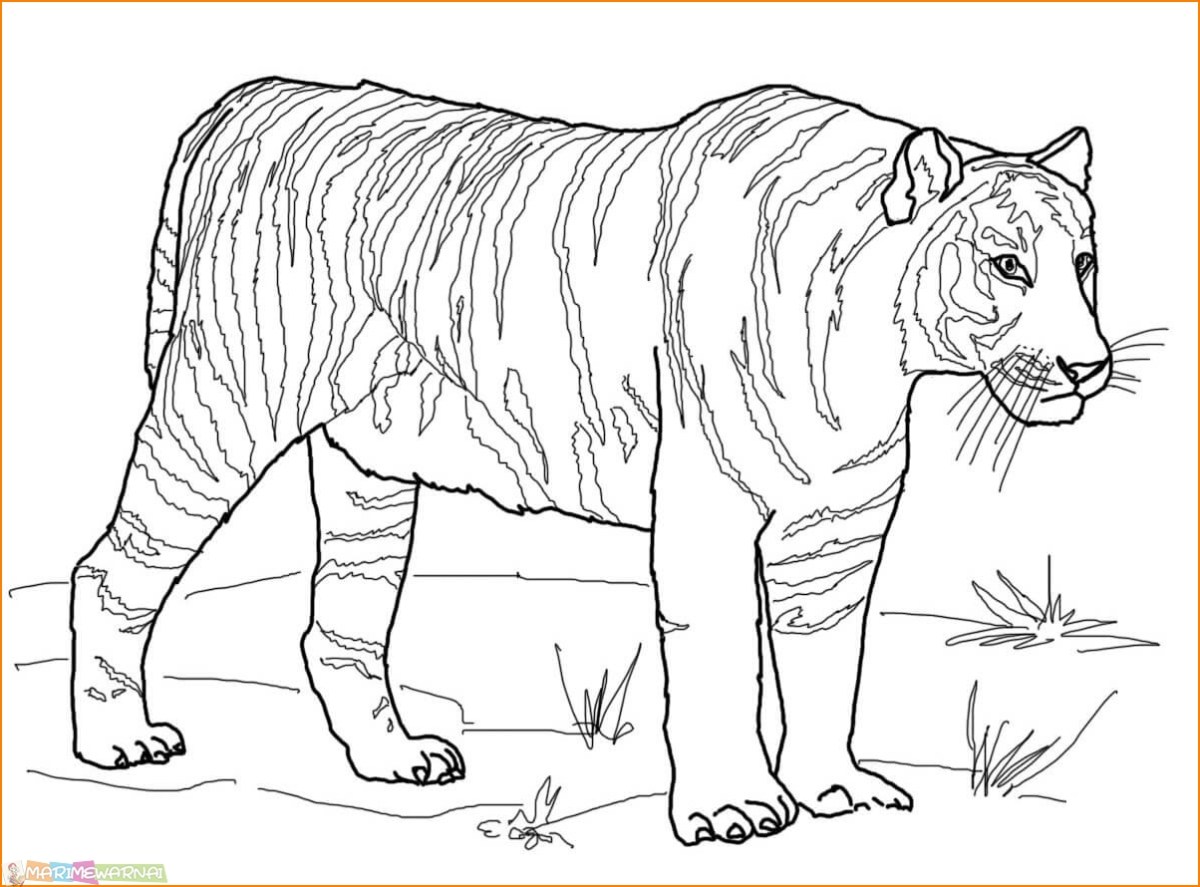 Info Baru Gambar Harimau Untuk Anak Tk, Inspirasi Spesial!