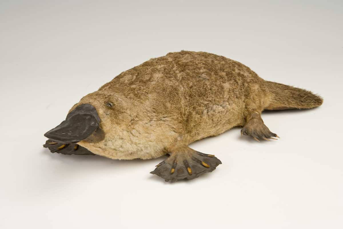 S4-A unique being that bears a resemblance to a small bird. - Newspaper ...