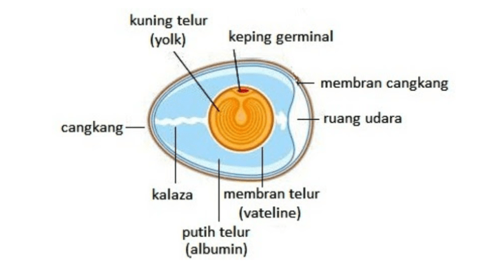 Cadangan makanan anak ayam sebelum menetas adalah