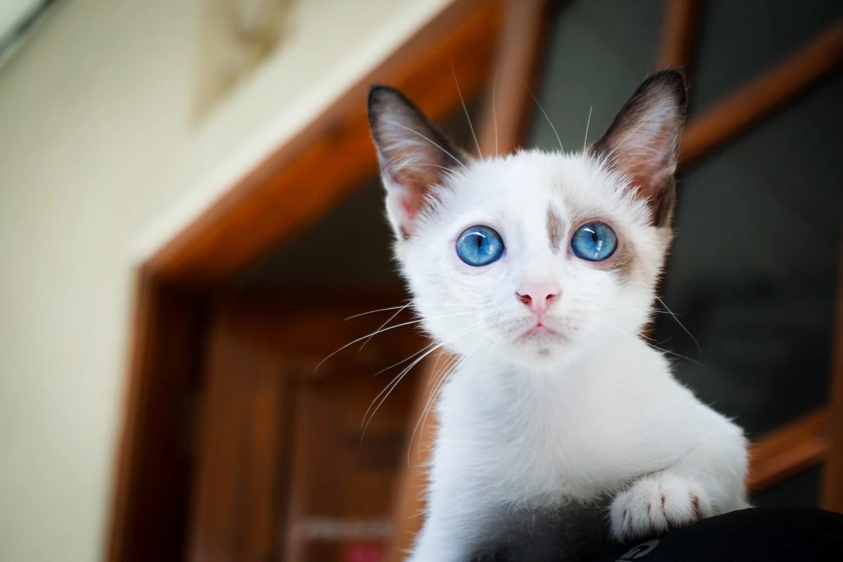 Umur anak kucing bisa makan