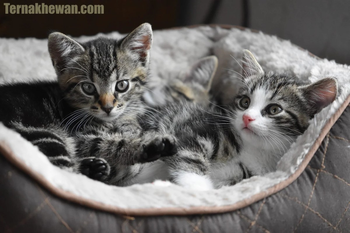 Umur anak kucing bisa makan