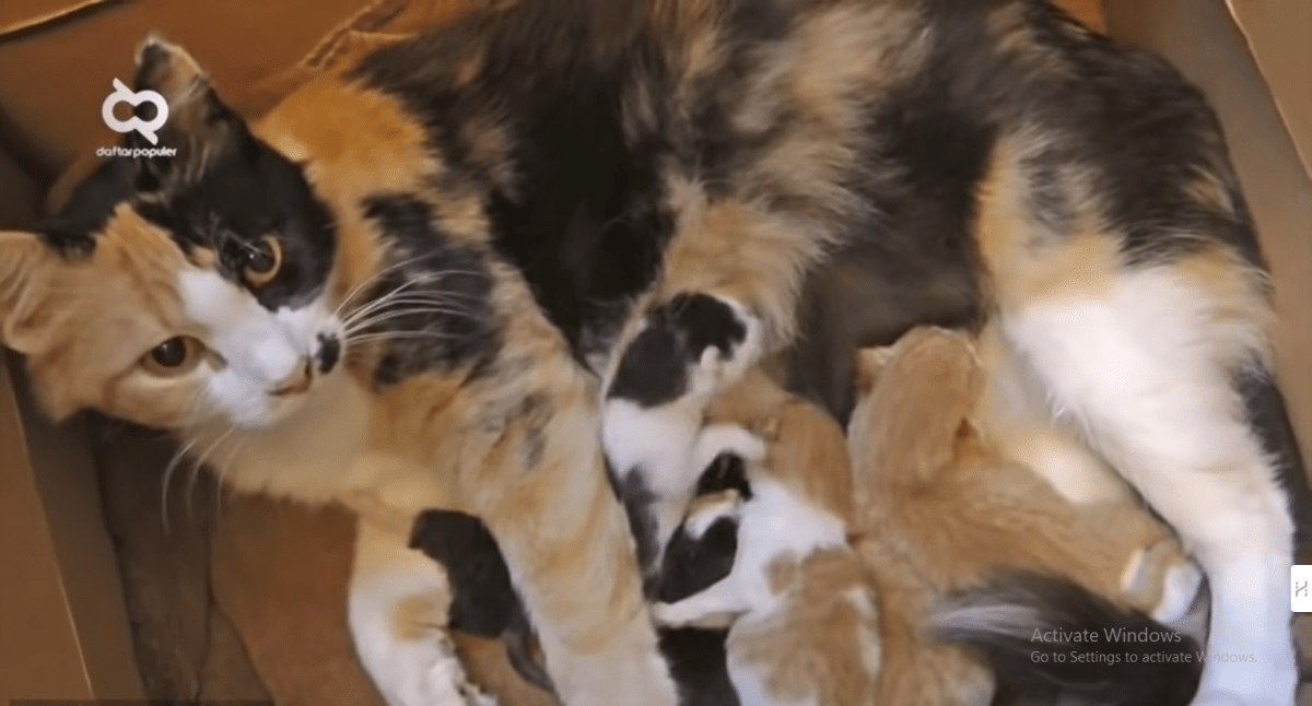 Anak kucing dimakan induknya
