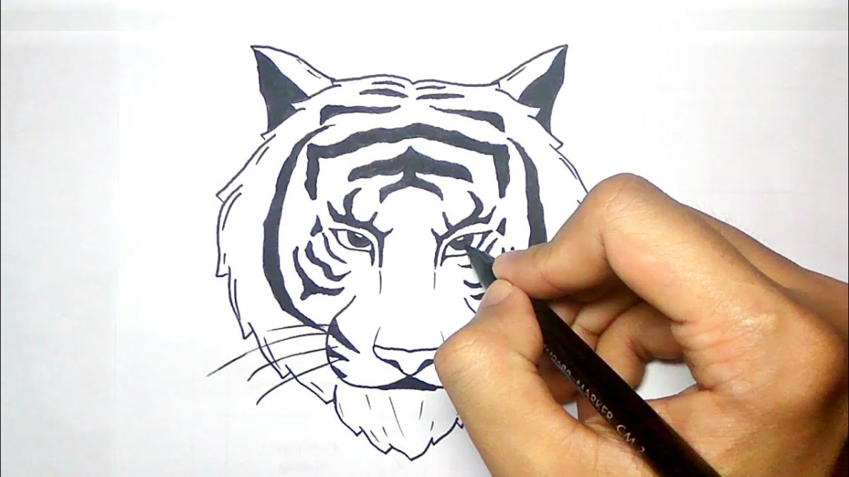 Cara menggambar harimau untuk anak tk