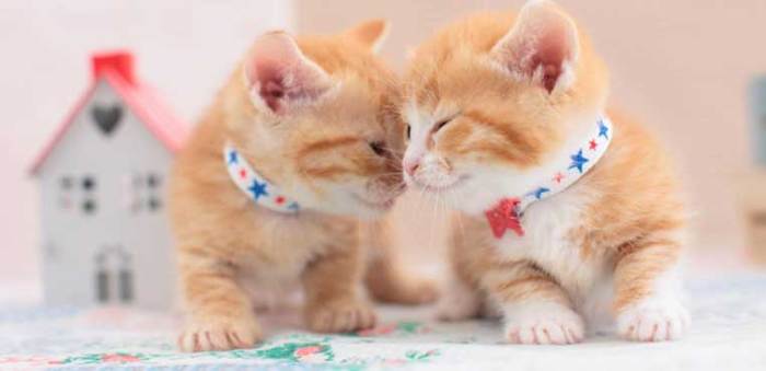 Pup anak kucing yang sehat