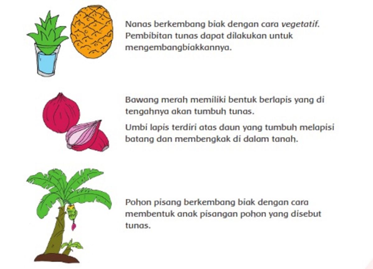 Yang merupakan kelompok reproduksi vegetatif buatan adalah