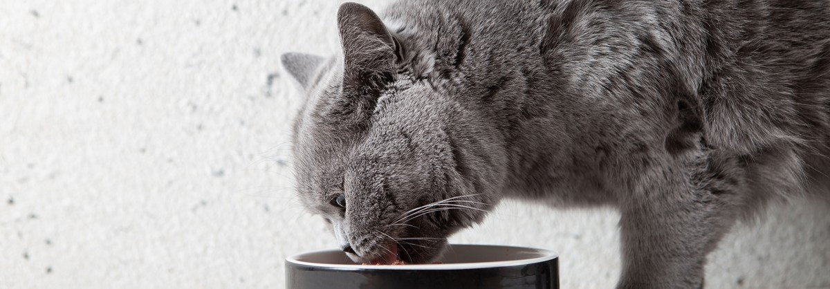 Berapa kali anak kucing makan