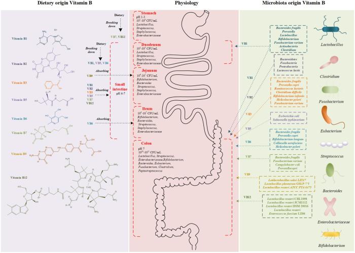 Genetic Variations of the Vitamin D Metabolic Pathway and COVID-19 ...