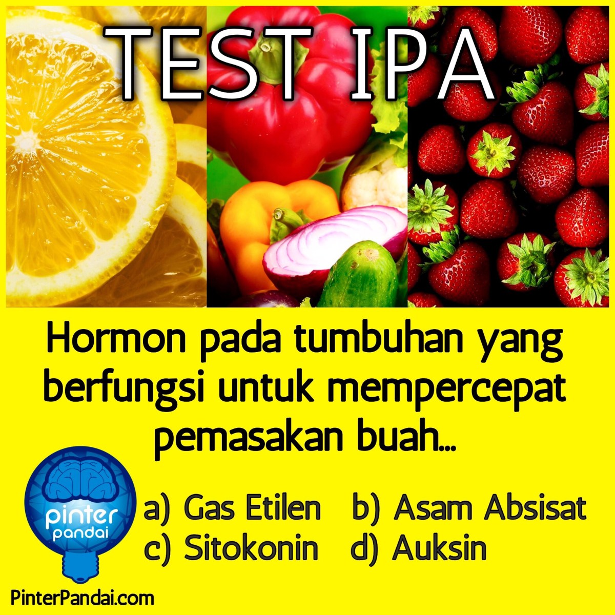Hormon tumbuhan yang berperan dalam pematangan buah adalah