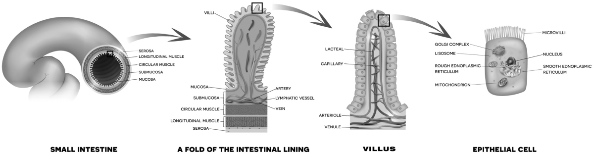 Ciri ciri masa kanak kanak bagi anak perempuan