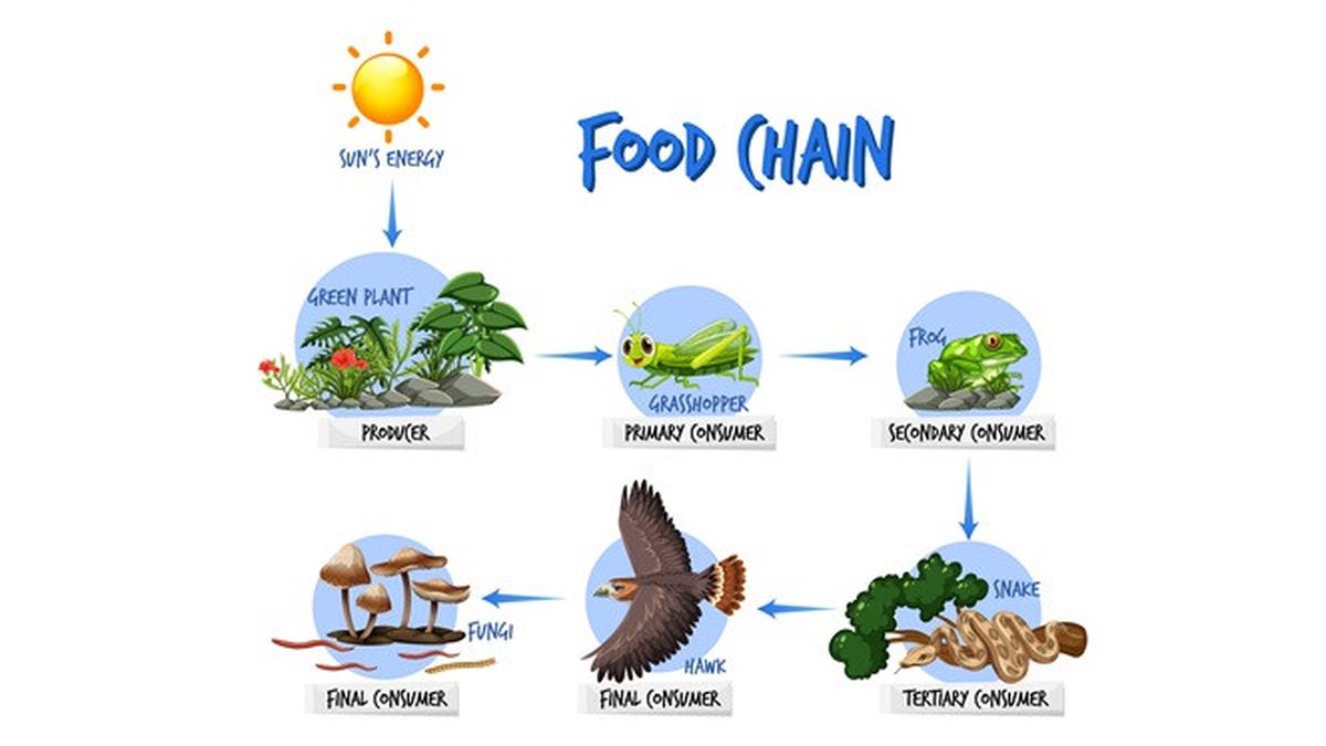 Pada sebuah rantai makanan aliran energi dimulai dari