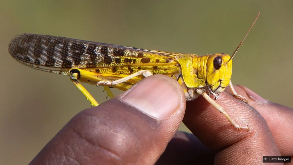 Belalang berkembang biak dengan cara