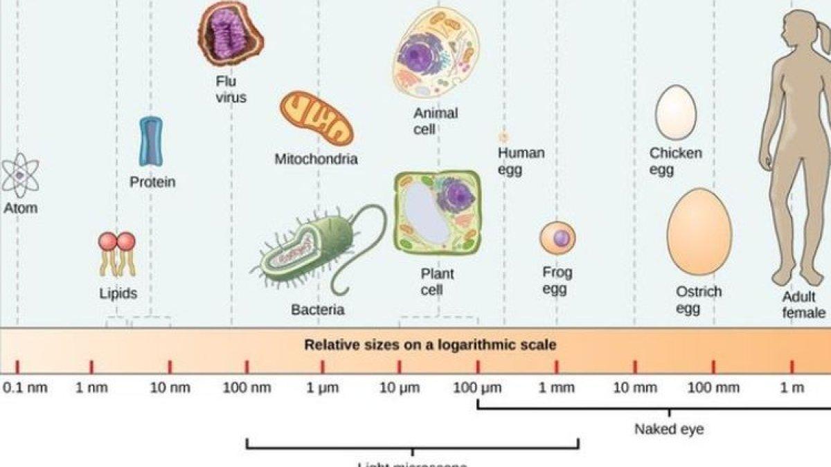 Mengapa Sel-sel Dalam Tubuh Manusia Memiliki Bentuk Yang Sangat Kecil ...