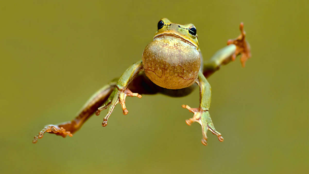 Cara Katak Berkembang Biak Ternyata Beragam, Ini Penjelasannya!