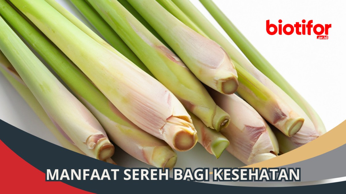 8 Manfaat Sereh Bagi Kesehatan - Biotifor