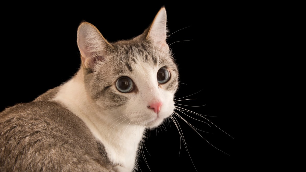 Animals, Cat Wallpapers HD / Desktop and Mobile Backgrounds