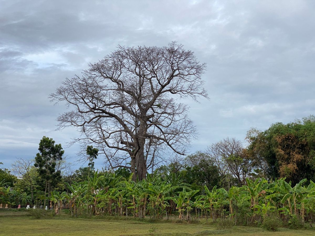 Pohon beringin sila ke