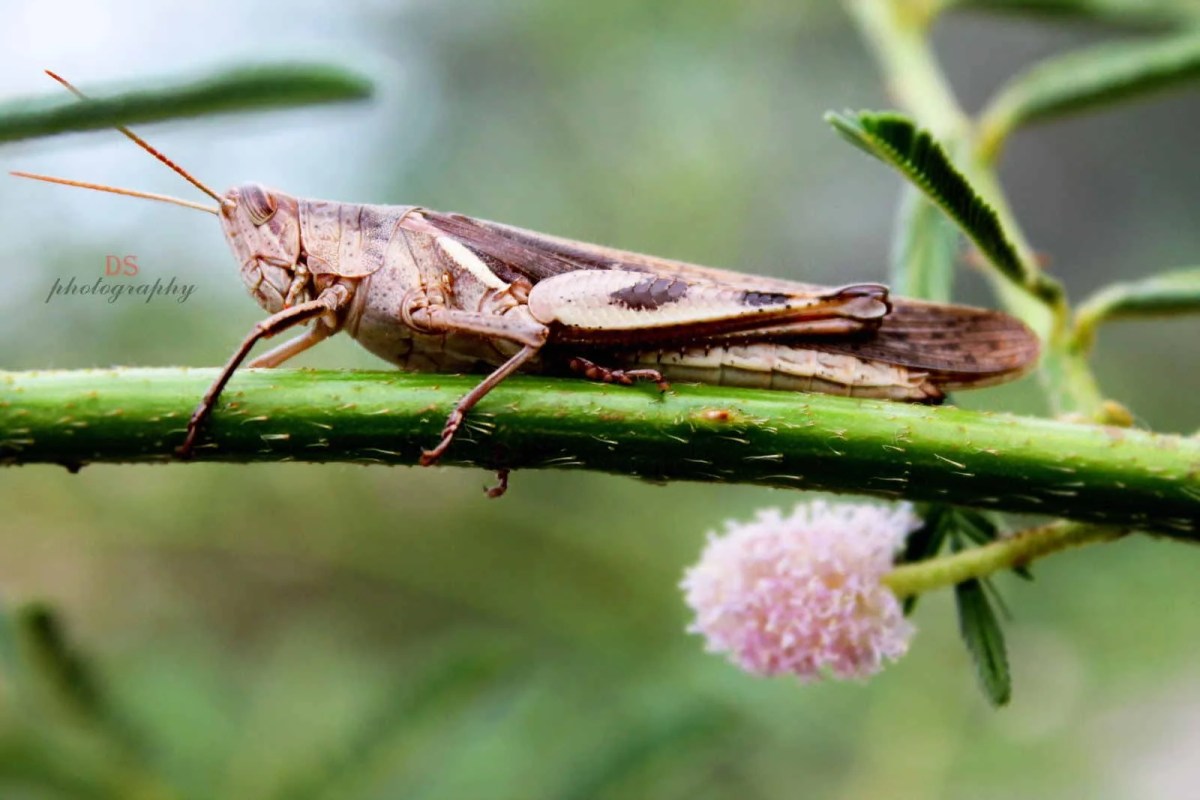 Metamorfosis Belalang dari Telur Hingga Belalang Dewasa