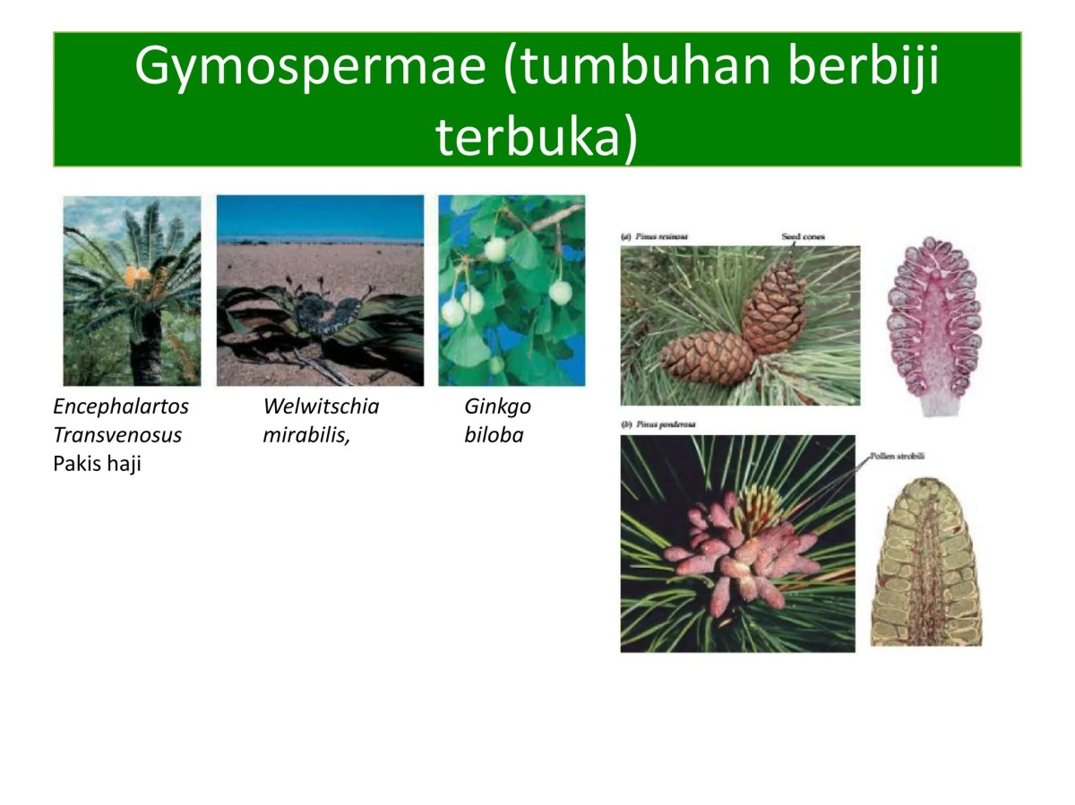Kingdom plantae kelas 10 biologi, meliputi lumut paku | PDF