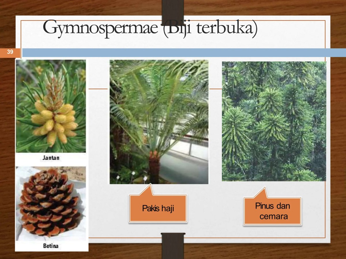 Perkembangbiakan secara generatif adalah