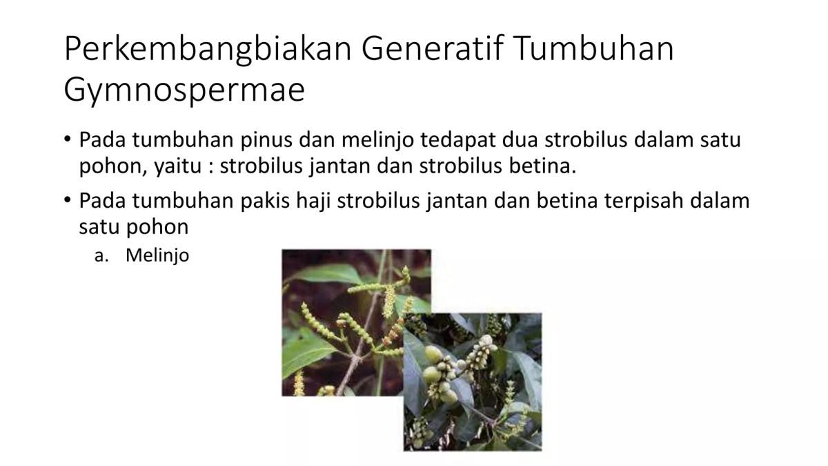 Perkembangbiakan secara generatif adalah