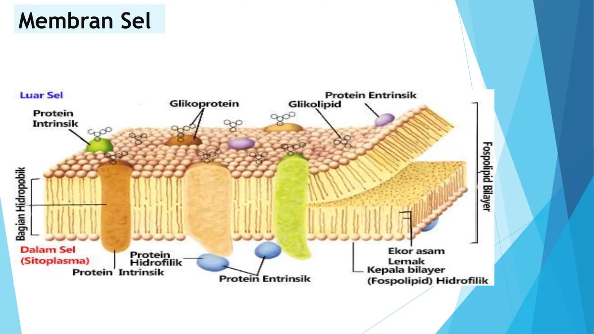 Unit terkecil dari makhluk hidup disebut